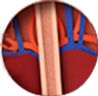 Diagram of Esophagus