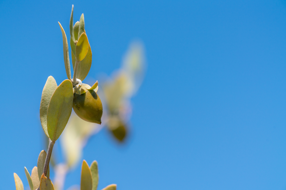 jojoba bean plant