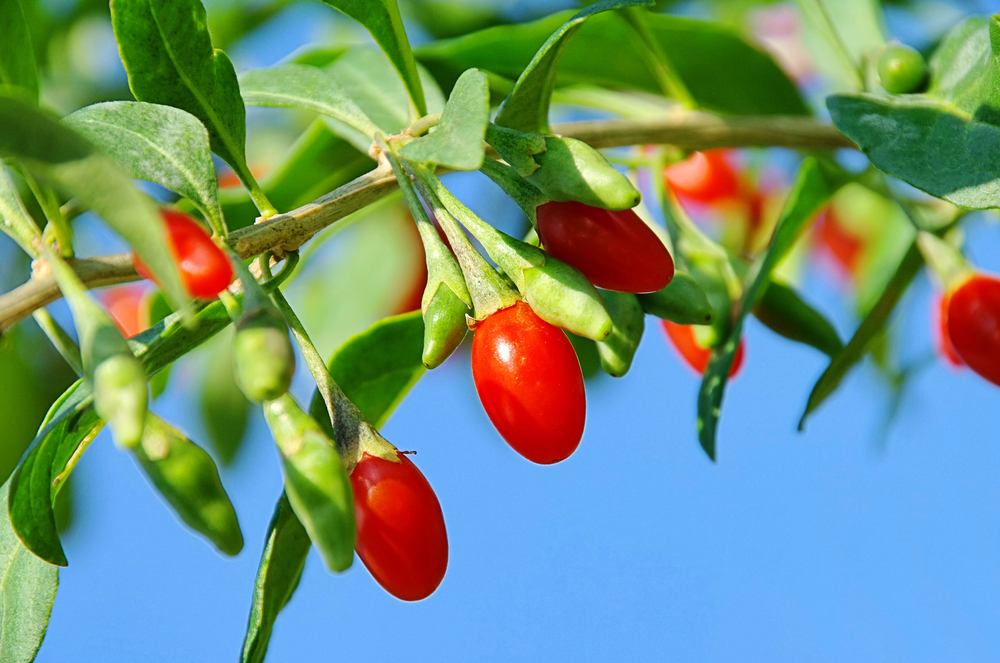 goji berry tree