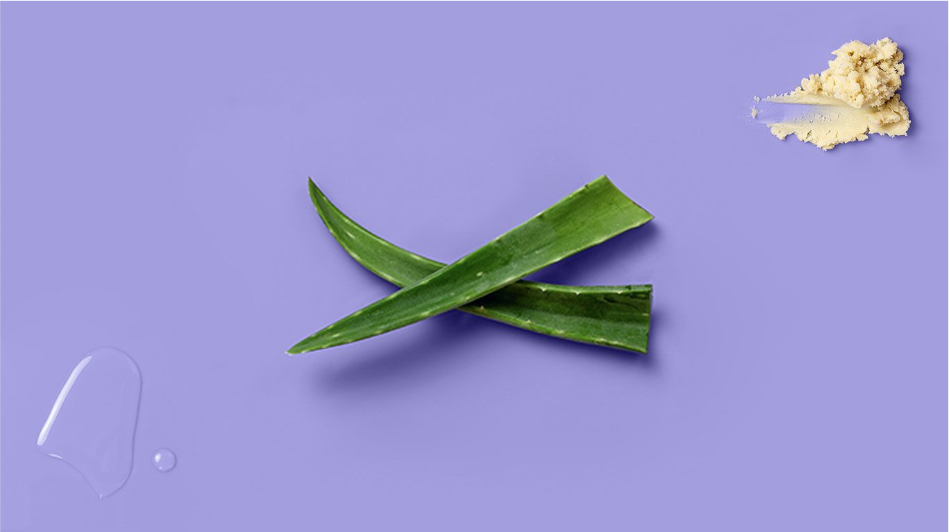 Two pieces of agave