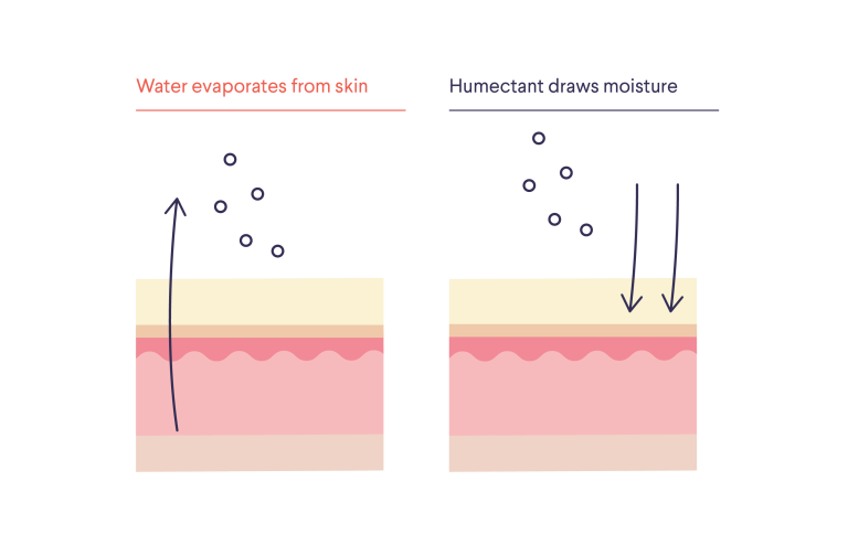 An illustrated diagram showing how humectants work. Text reads, "Water evaporates from skin. Humectant draws moisture." One arrow pointing away from the dermis shows water leaving. Two arrows pointing into the dermis shows water being pulled in.