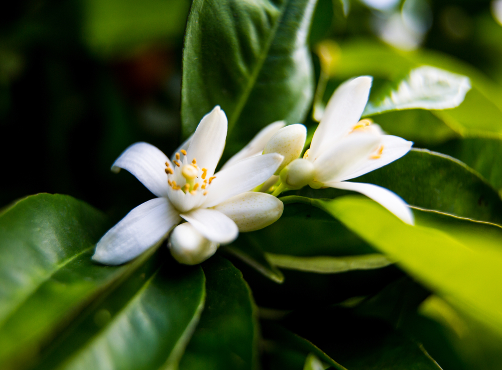 Neroli Plant