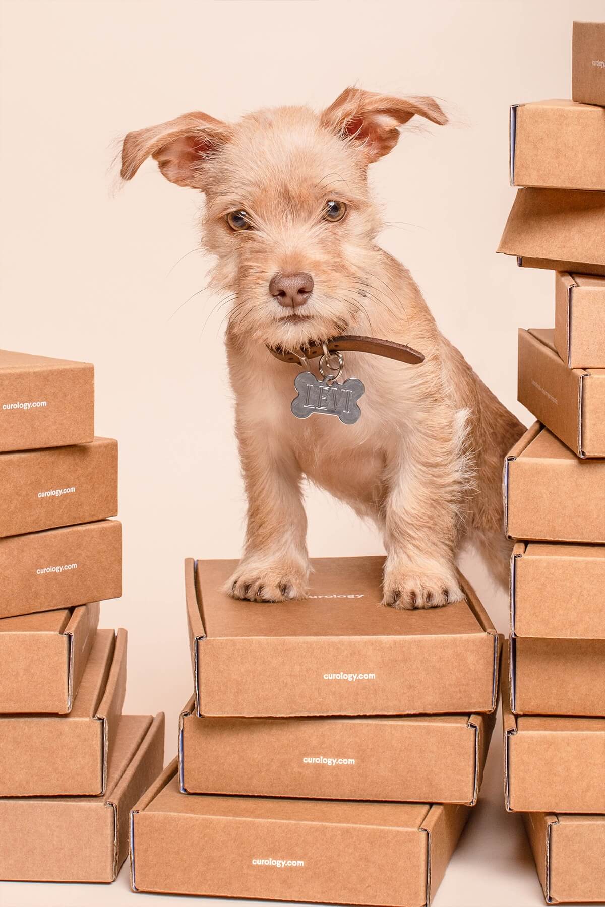 Dog with "levi" collar standing on curology boxes 