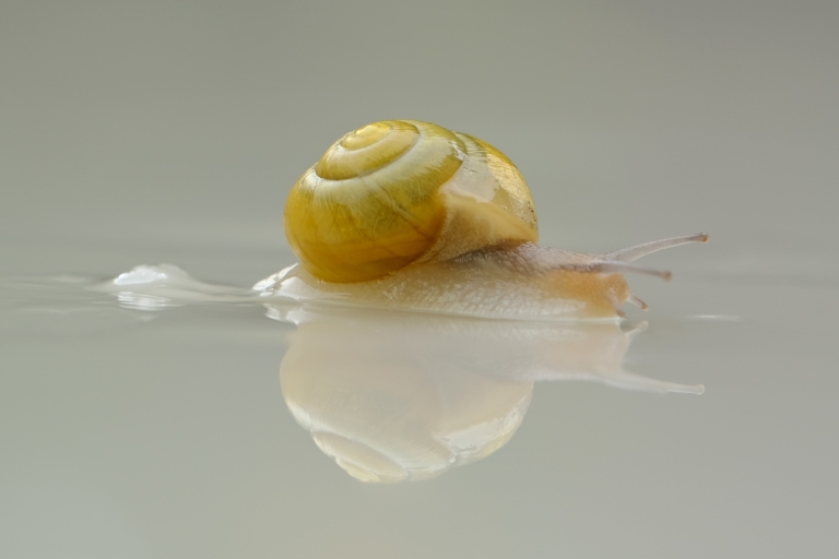 Snail mucin by jozsef-szabo