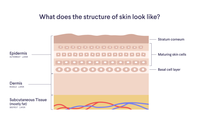 Illustration of skin layers with text: "Epidermis," "Dermis, "Subcutaneous Tissue," "Stratum corneum," "Maturing skin cells," "Basal cell layer"