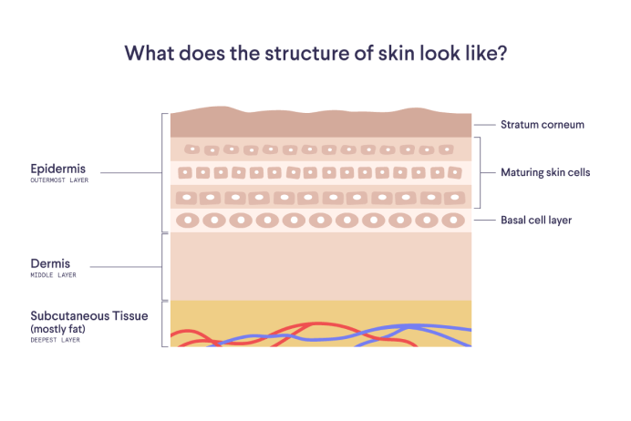 Cell Turnover And Collagen Production Skincare Curology