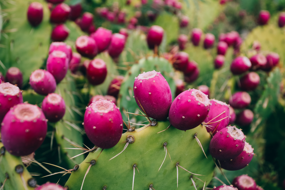 prickly pear fruits field