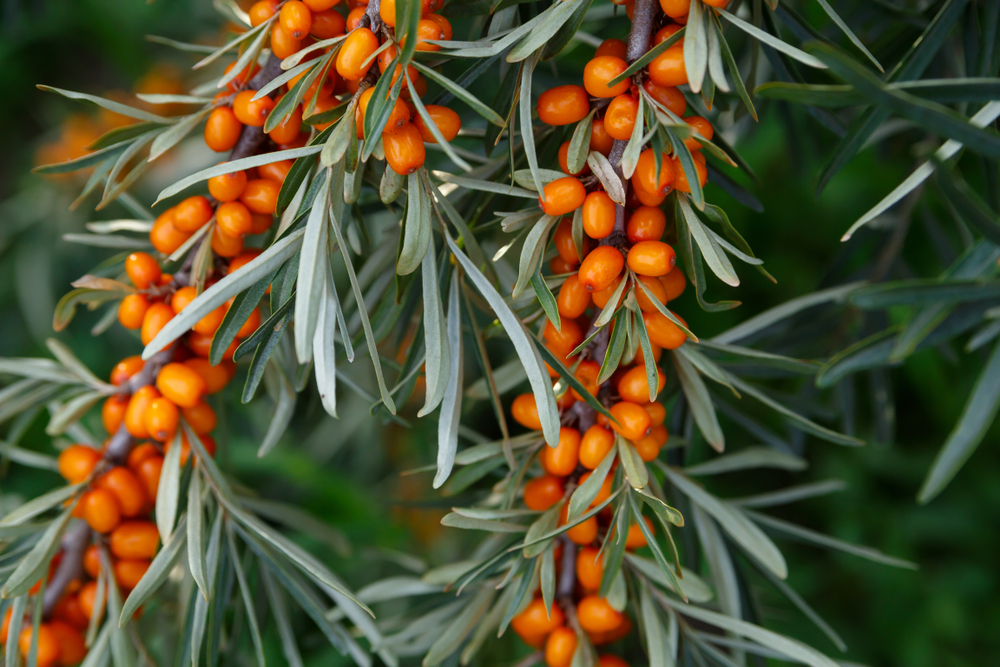 sea buckthorn bush