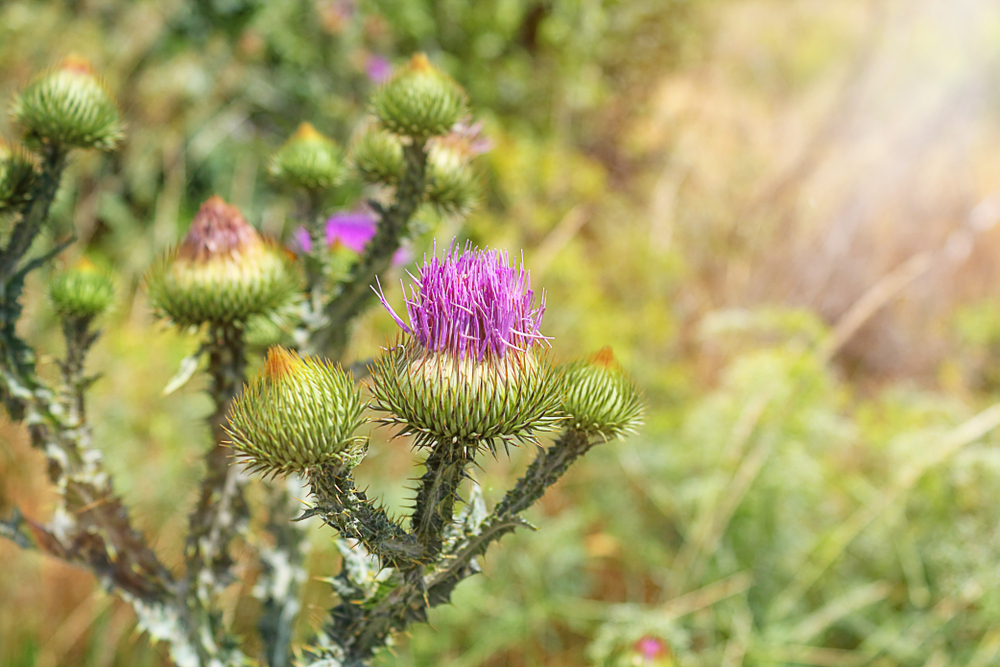 thistle latin carduus