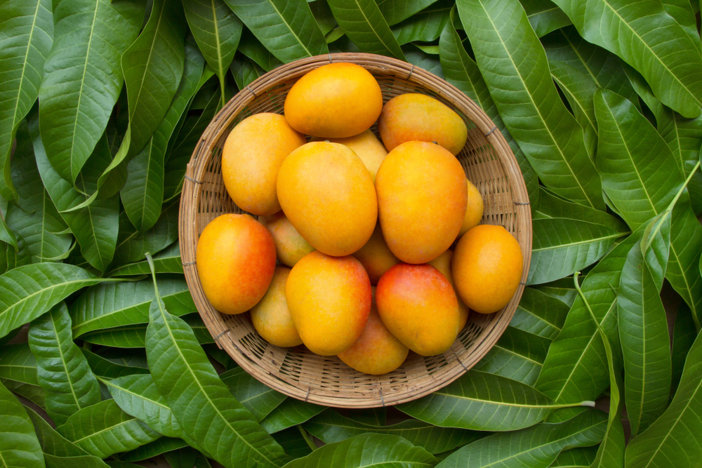 mango tropical fruit field