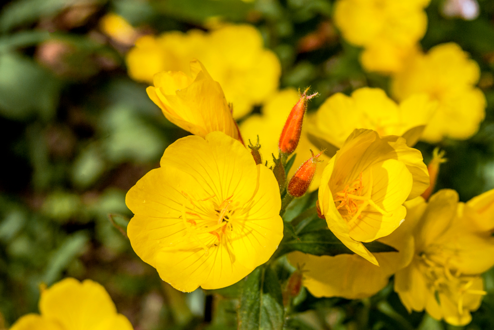 Evening Primrose Flower