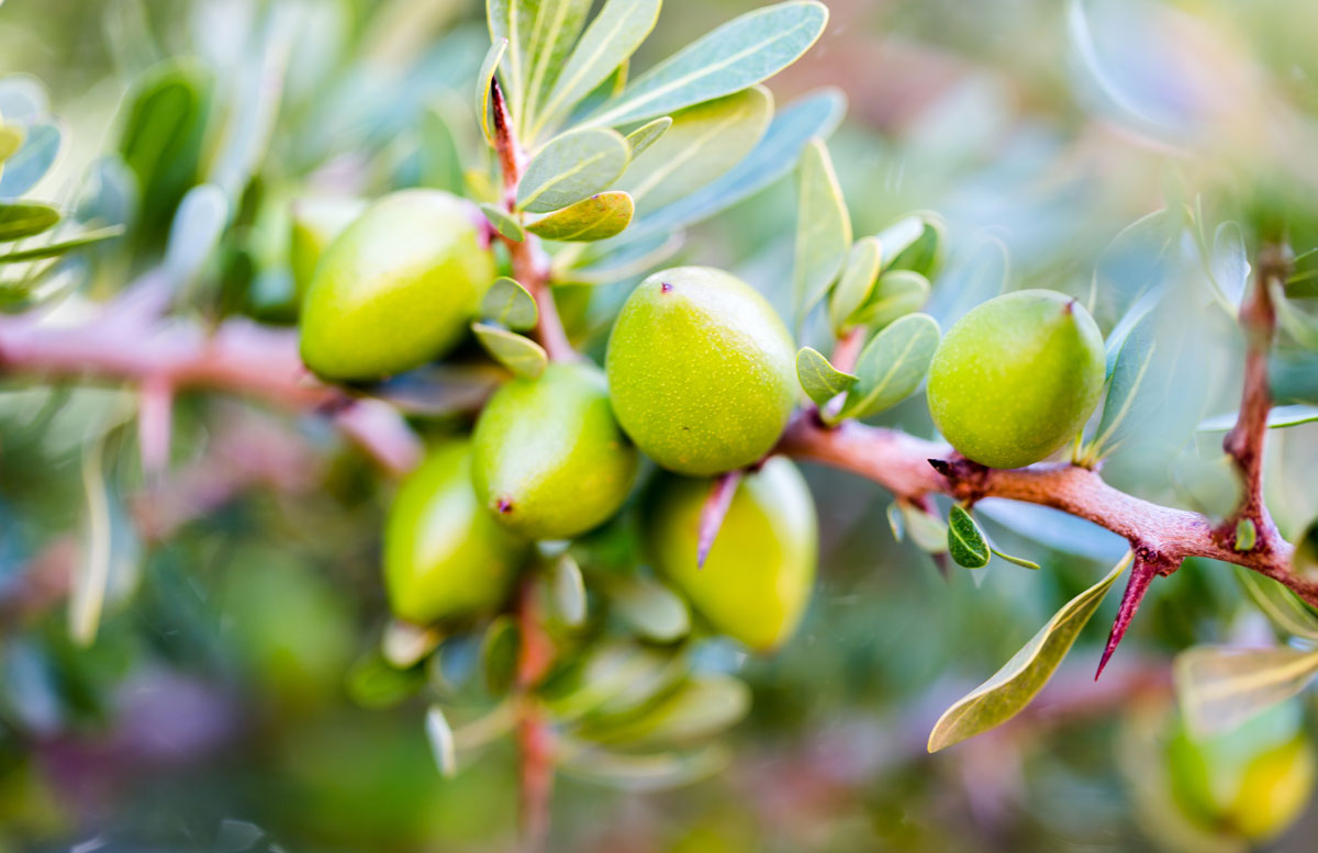 Argan growing on tree to make argan oil