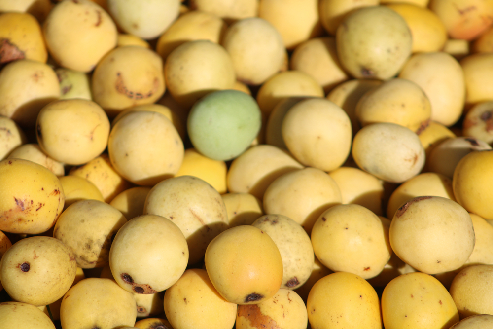 African marula tree and marula fruit