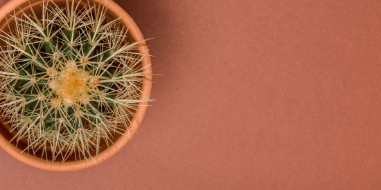 Birds-eye-view of a prickly cactus in a terracotta pot. 