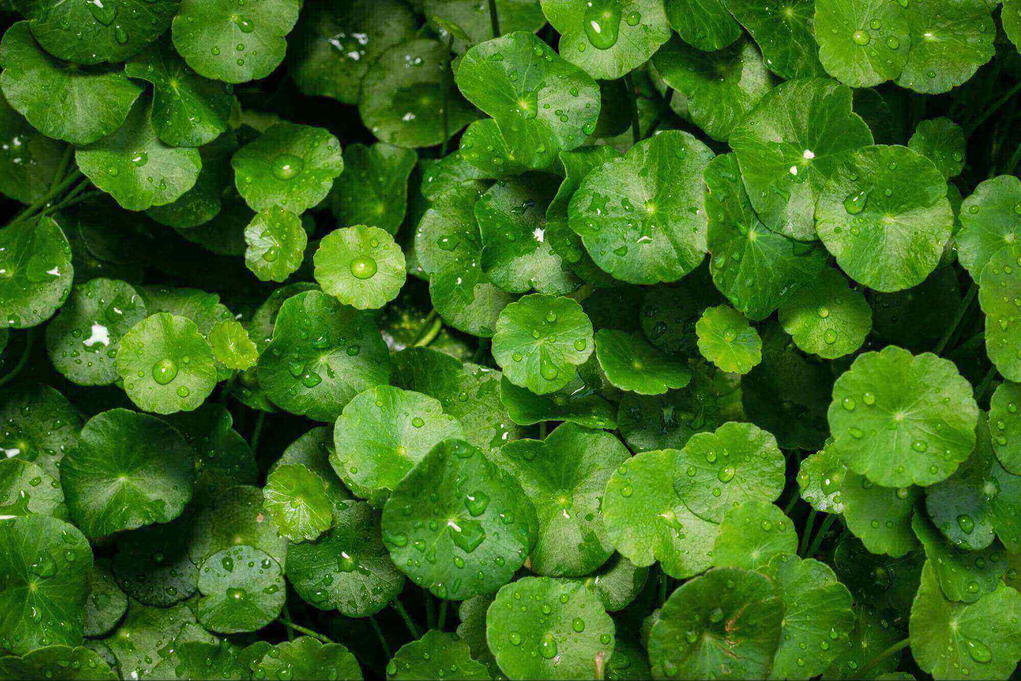 Centella Asiatica Plant