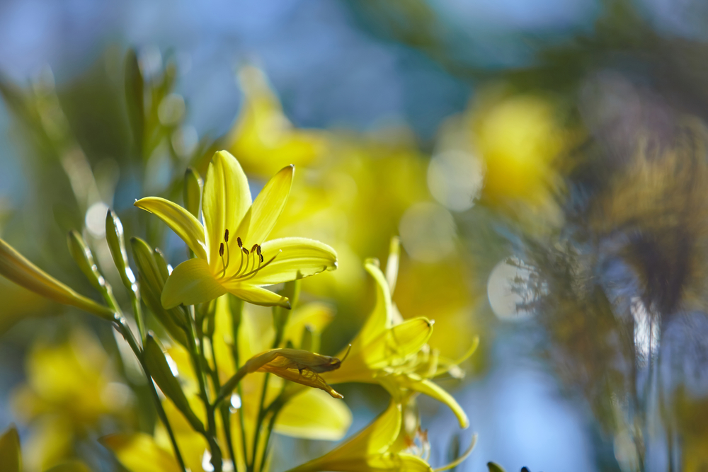 field full of yellow flowers