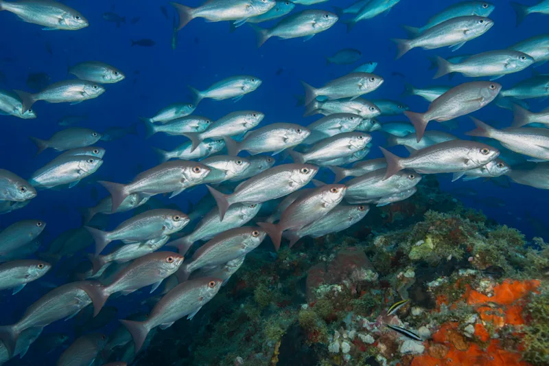 Fischschwarm Heringe