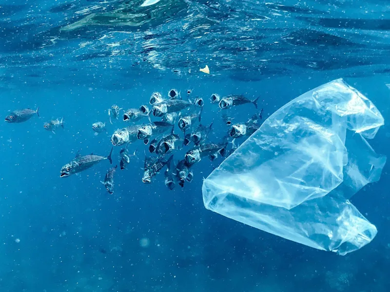 Plastikmüll Fische