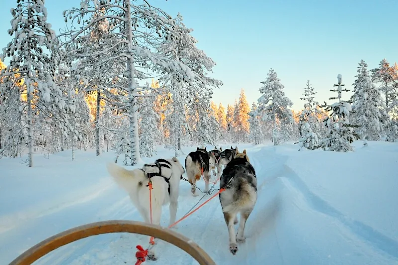 Huskys in Lappland