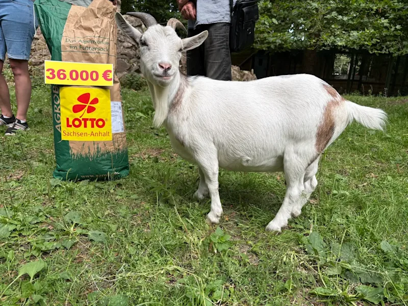 Tierpark Stendal Zwergziege