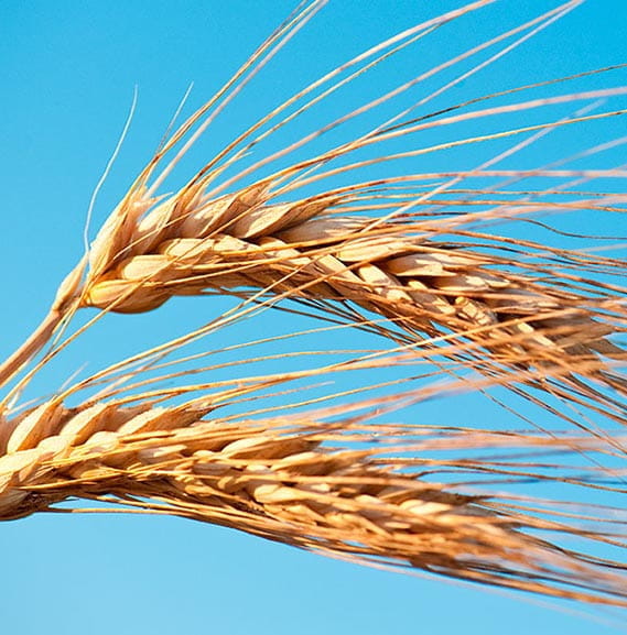 Wheat
