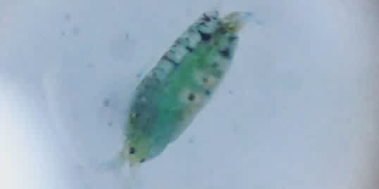 bcopepod