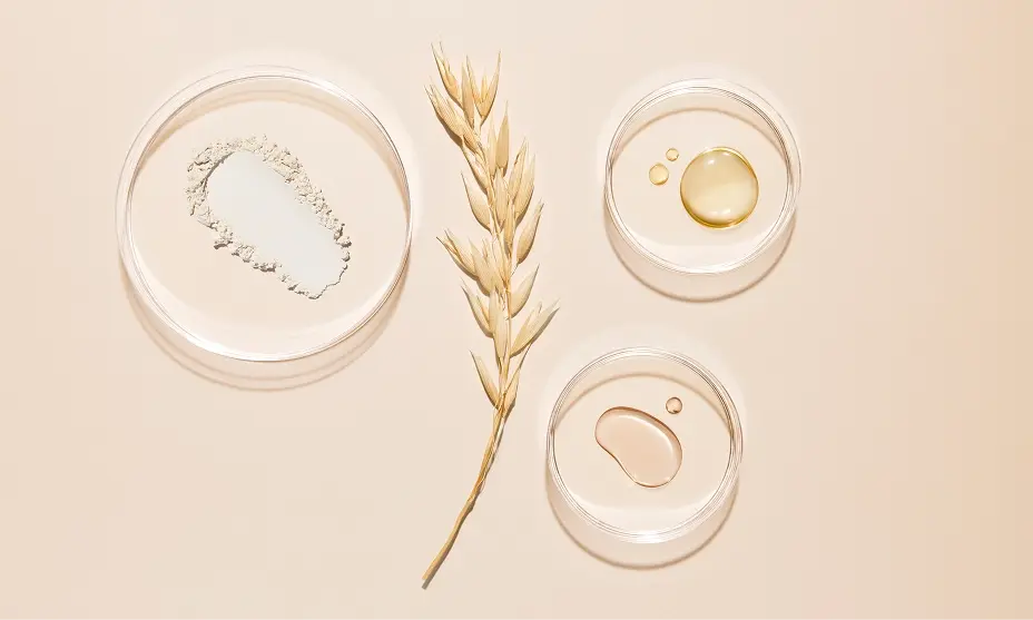 Prebiotic Oat in evidence image with glass bowls containing different states of oat ingredient