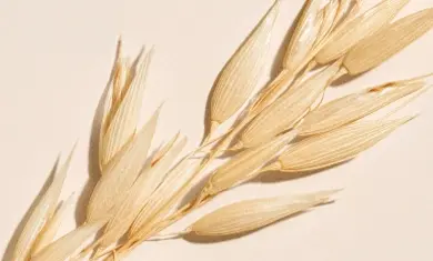 Close-up of oat stalk illustrating the power of oats in skin care.