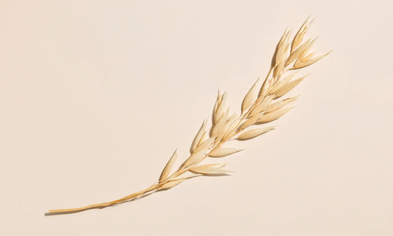 Illustration of an oat branch, representing the main ingredient of the Aveeno® brand