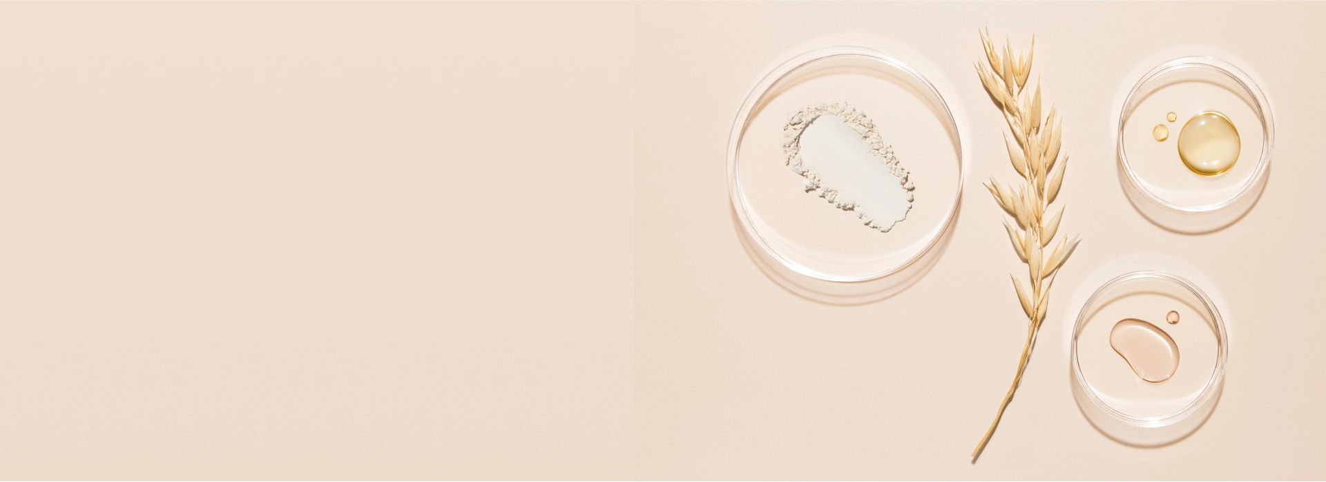 Oat extract in petri dishes showcasing benefits for skin relief and care