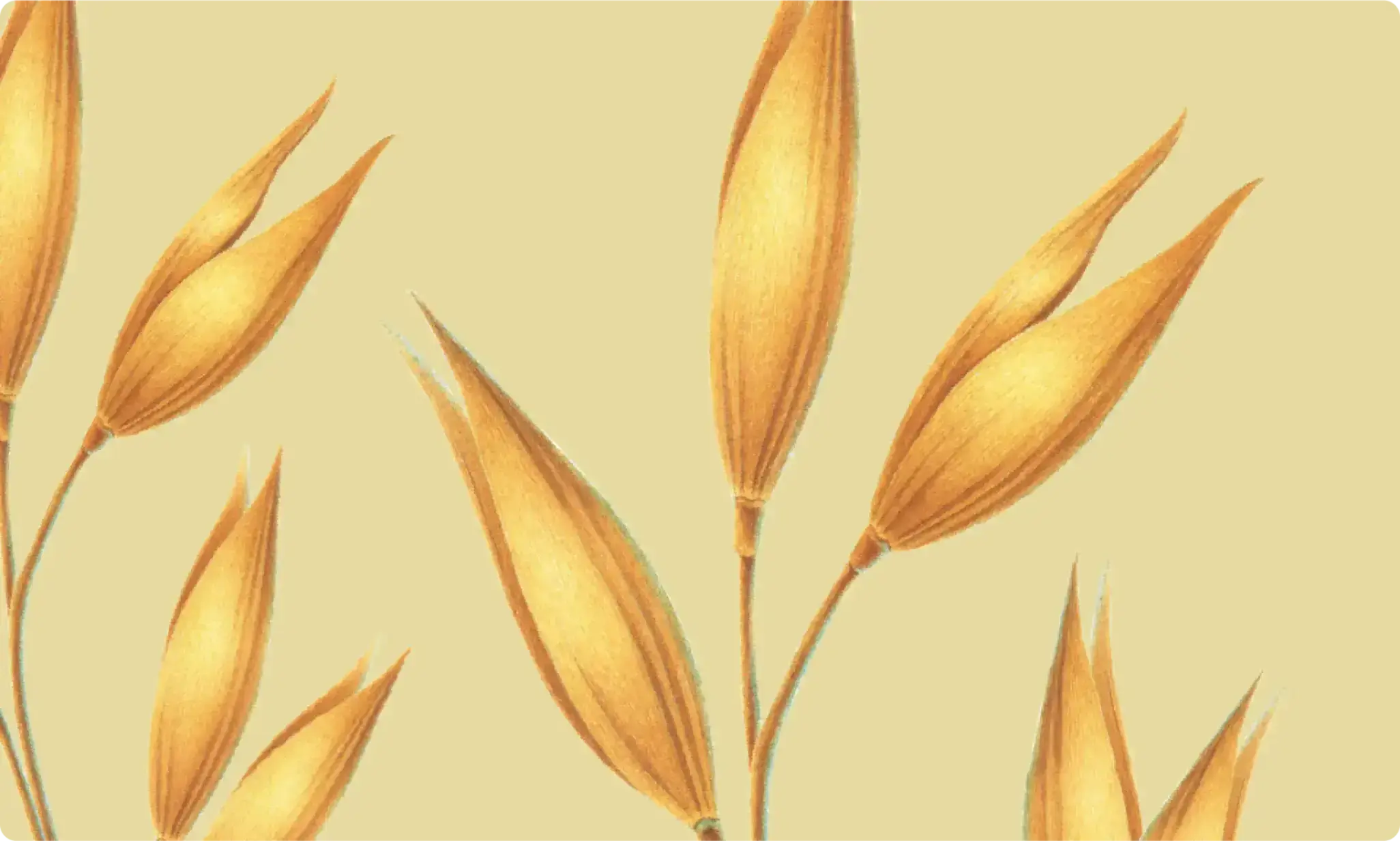 Illustration of golden oat plants swaying gently in the breeze under a yellow background