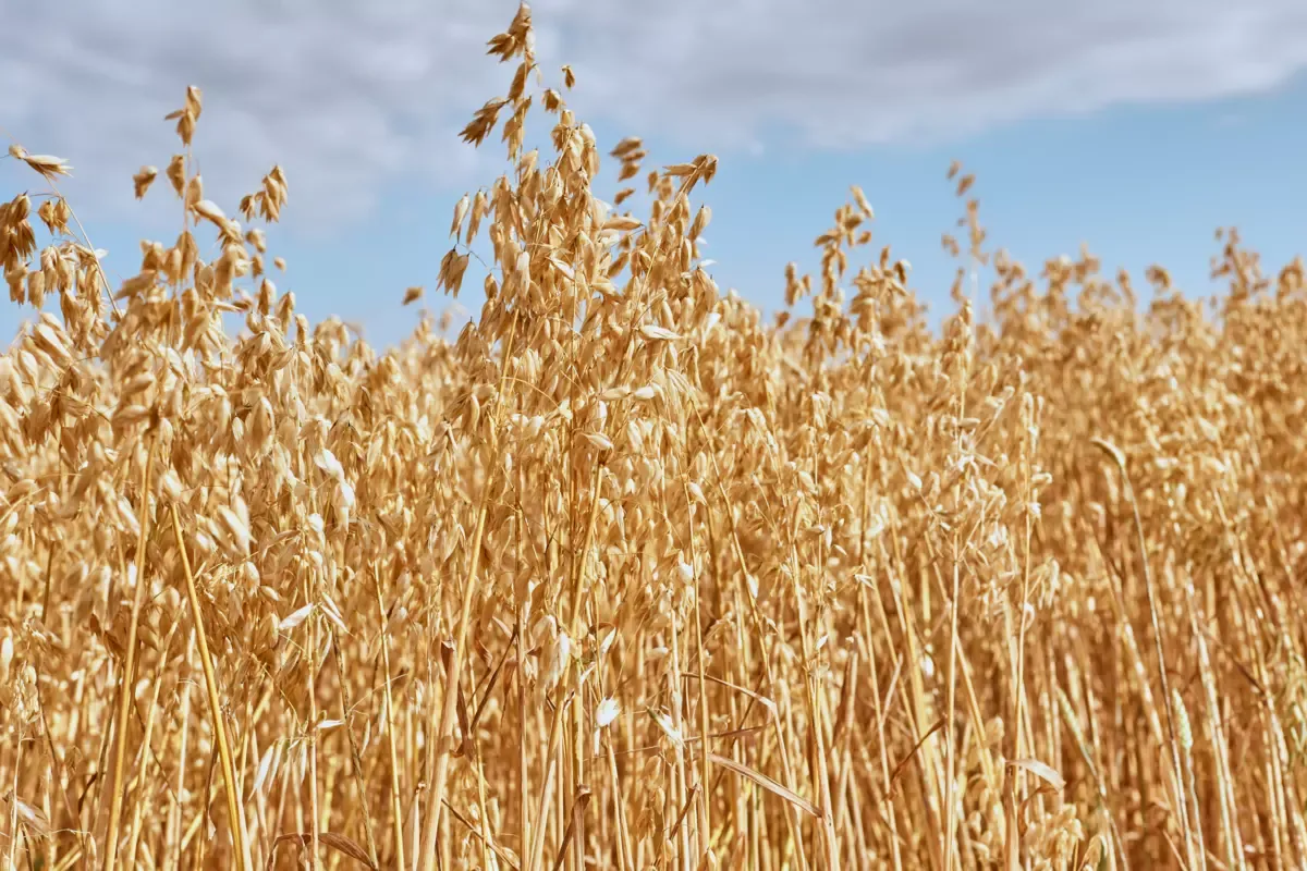 Aveeno Oat Stalks