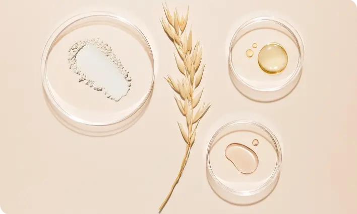 Oat extract in petri dishes showcasing benefits for skin relief and care