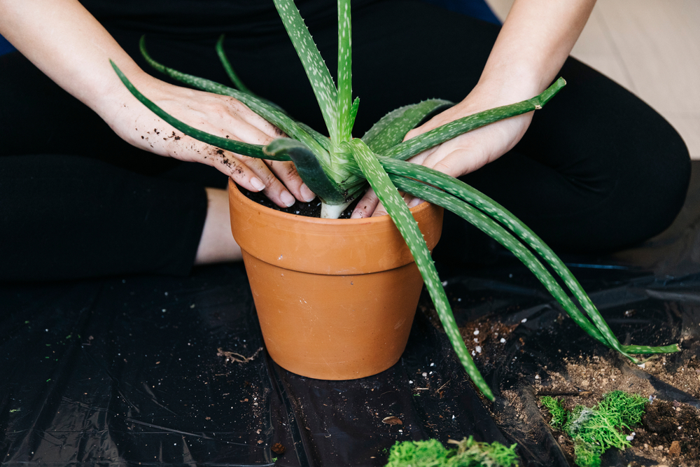 Potting an aloe vera plant.