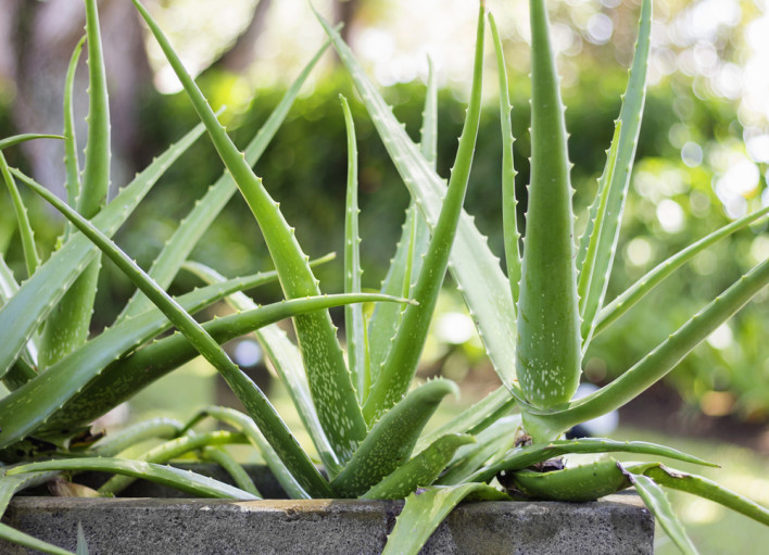 Nutrients in aloe vera best sale