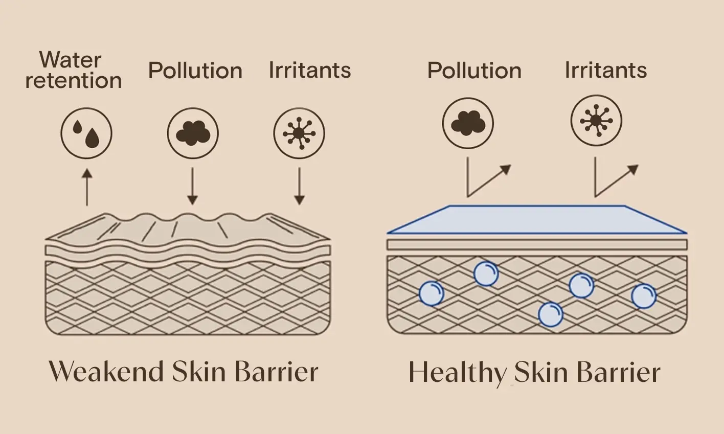 Aveeno® vulnerable skin illustration, featuring weakened skin barrier and healthy skin barrier.