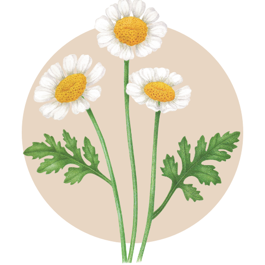 Feverfew spotlight ingredient