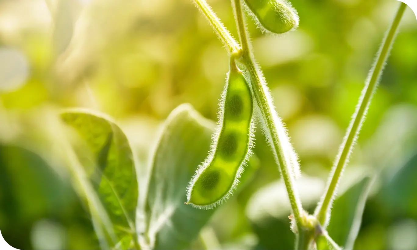 Close-up of a green soy bean, showcasing its smooth texture and vibrant green color ingredient