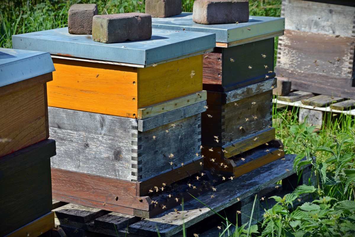 Nucleus and full box hives