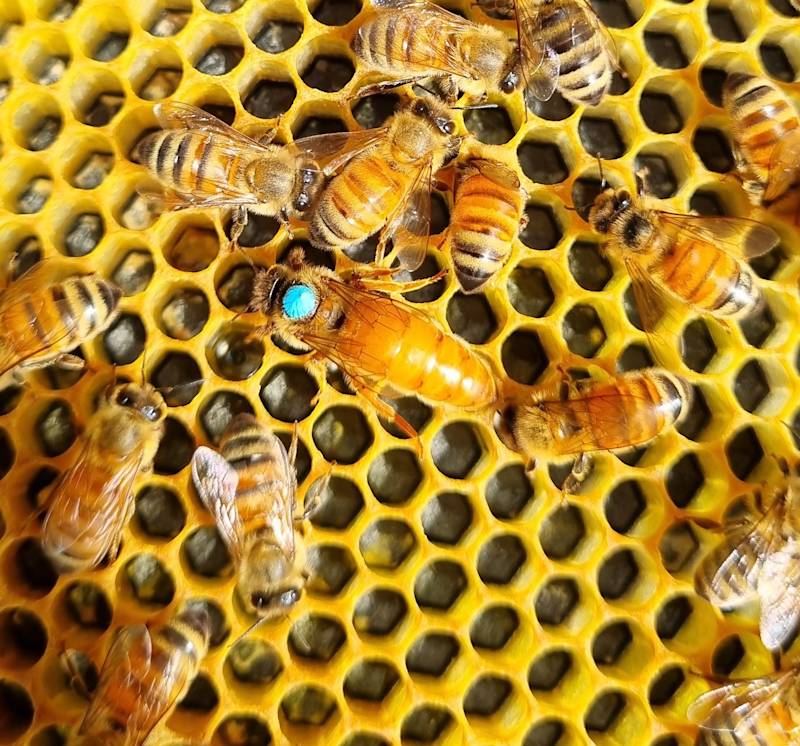 Mated queen bees