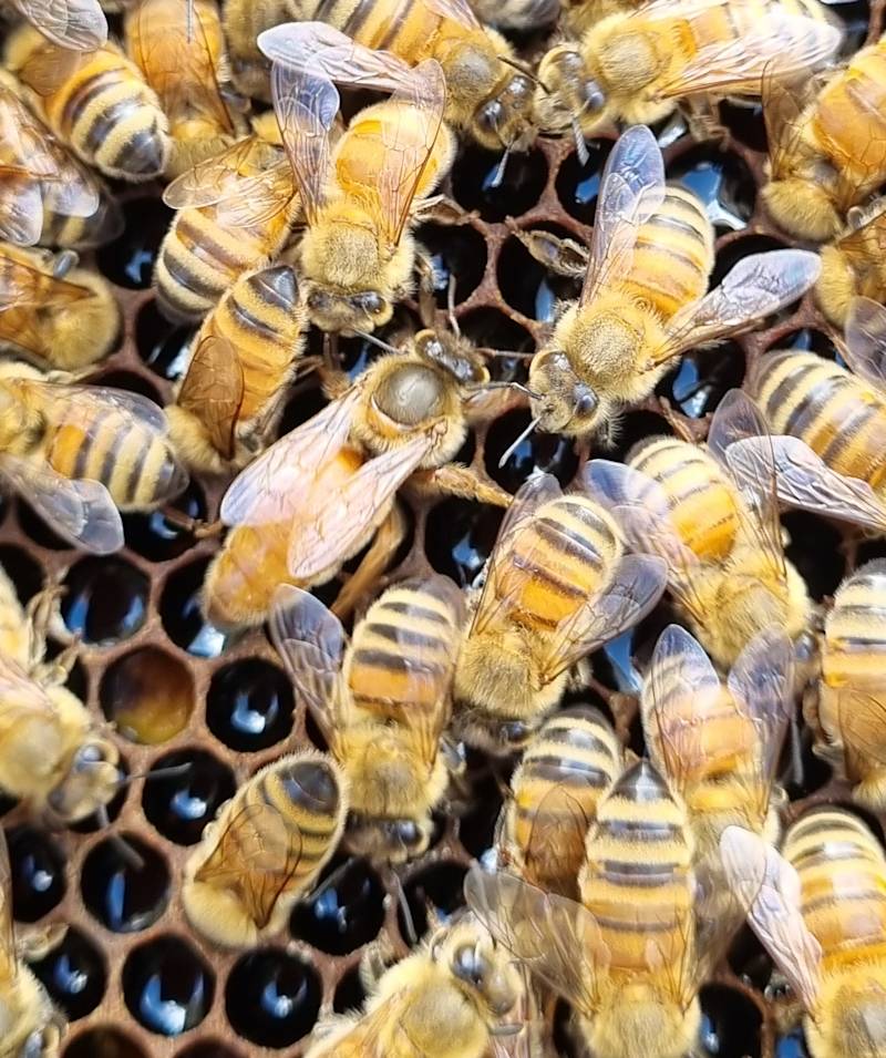 Virgin queen bees
