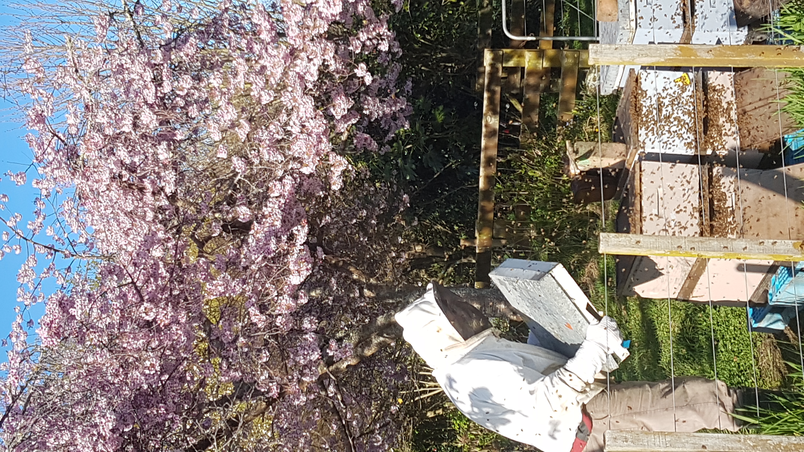 Hive inspections and audits