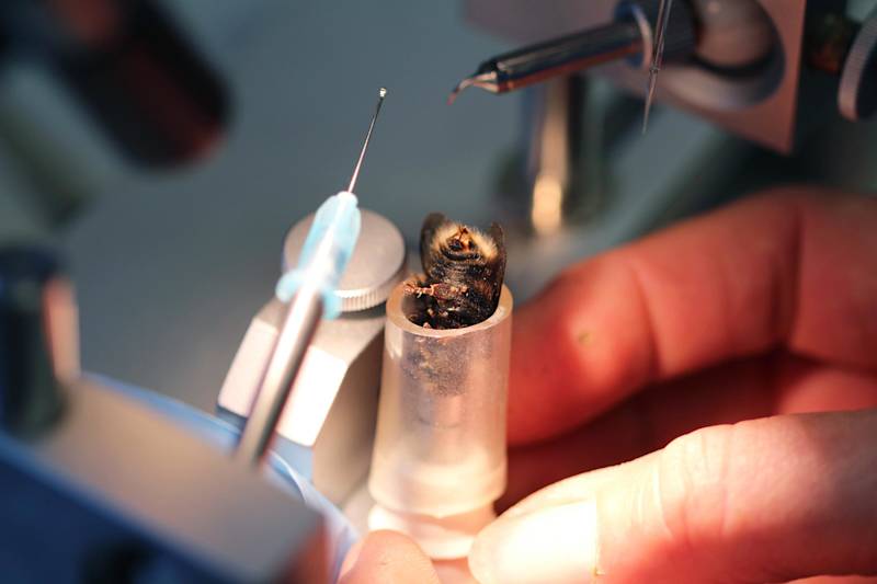 Instrumentally inseminated queens