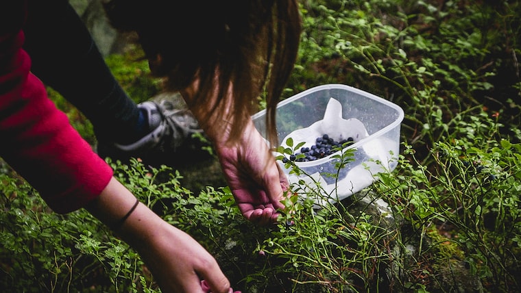 Photo of someone collecting berries, by Milan Seitler