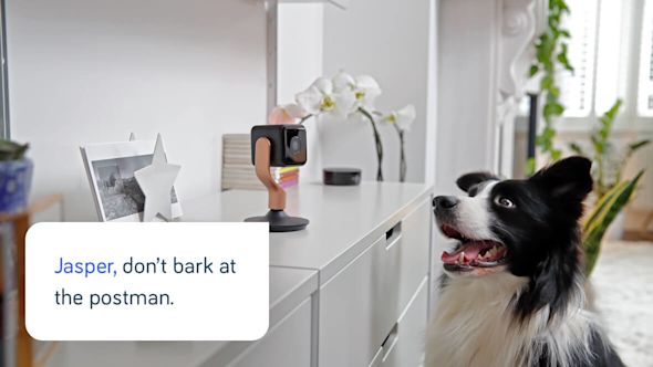 Hive Indoor Camera sitting on a white drawer unit in a bright living room with a dog in front of the unit looking at the camera with text superimposed reading " Jasper, don't bark at the postman."