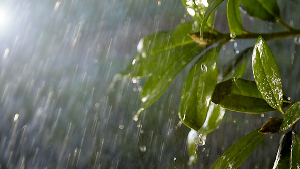Rain coming down heavily on green leafy plant