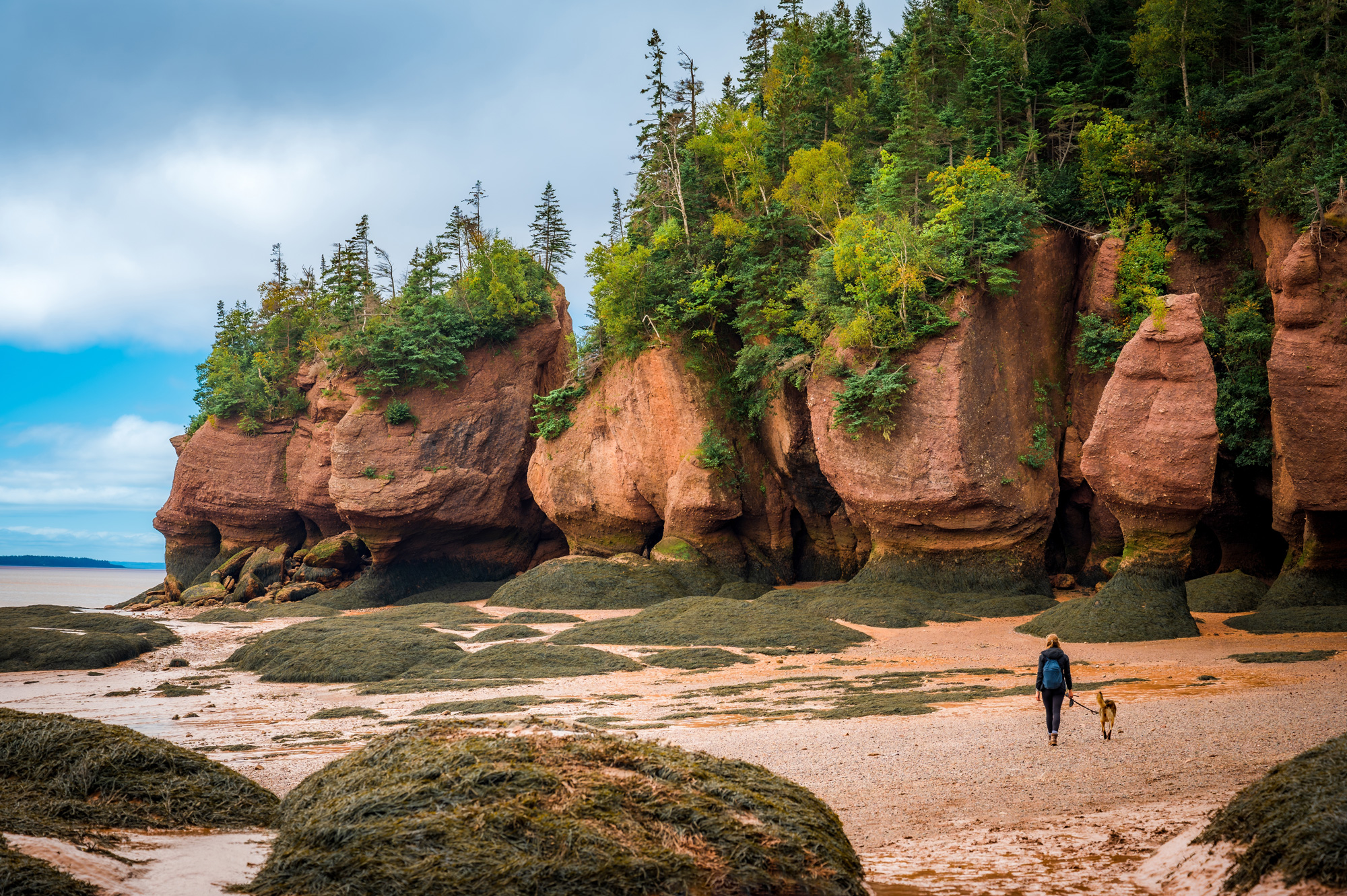 Hopewell Rocks at low tide with a person walking a dog along the beach in New Brunswick.