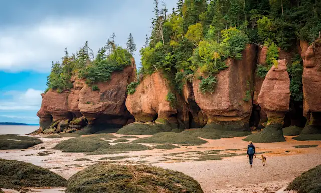 Hopewell Rocks at low tide with a person walking a dog along the beach in New Brunswick.