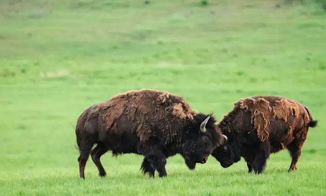Two bison butting heads on a grassy field in Saskatchewan.