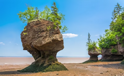 Unique rock formations known as the Hopewell Rocks at low tide, covered with trees in the Bay of Fundy.